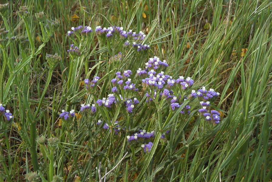 2005-04-03-044-Limonium-sinuatum