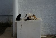 2005-04-03-045-Cats