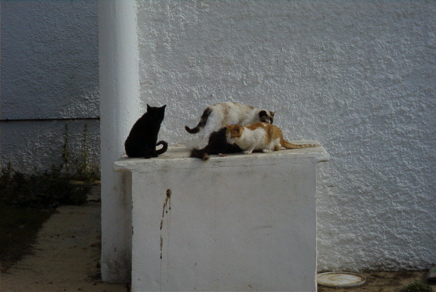 2005-04-03-045-Cats