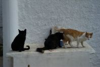 2005-04-03-046-Cats