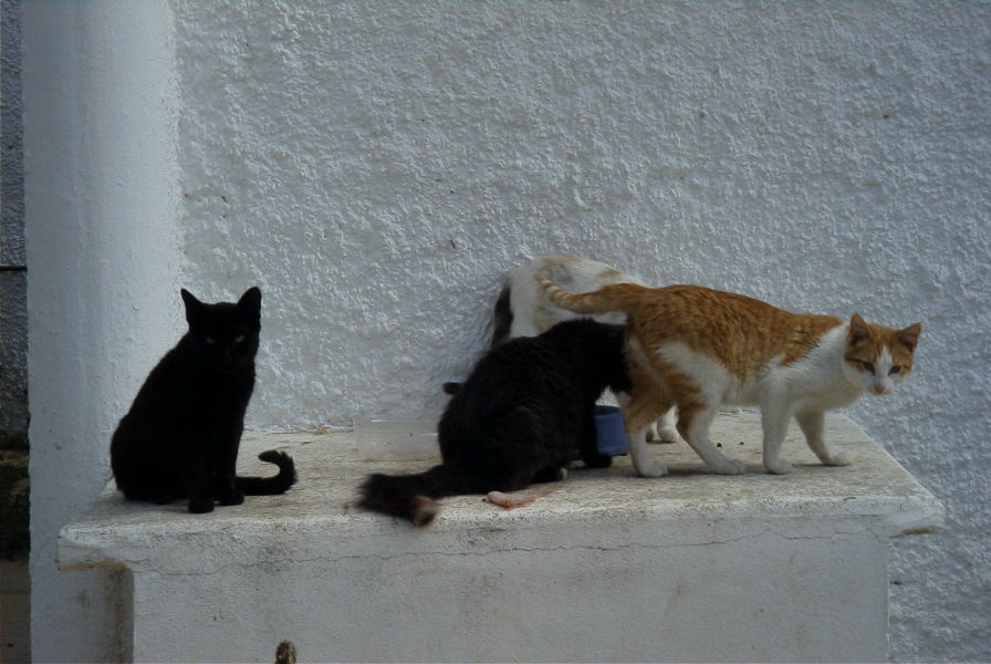 2005-04-03-046-Cats