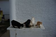 2005-04-03-047-Cats