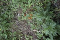 2005-04-03-048-Scrophularia