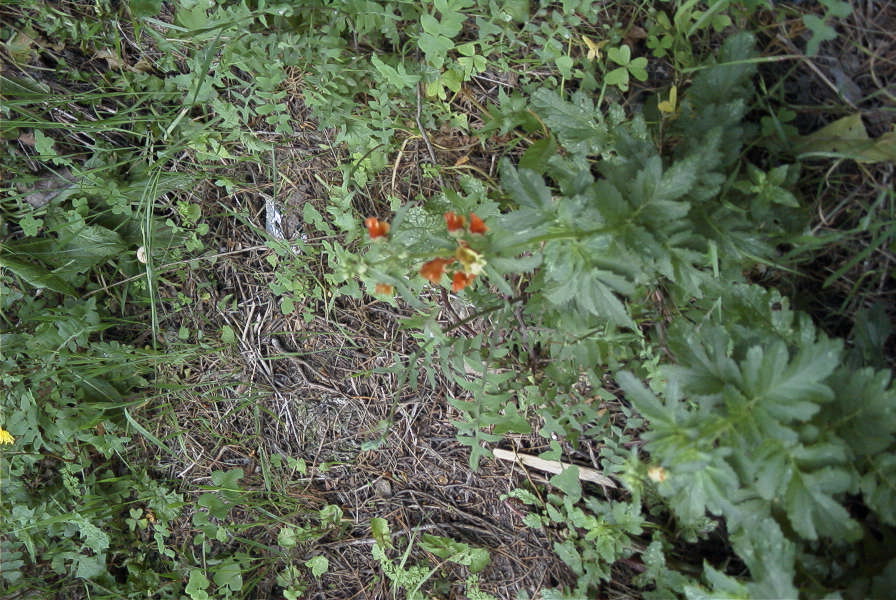 2005-04-03-048-Scrophularia