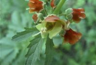 2005-04-03-049-Scrophularia