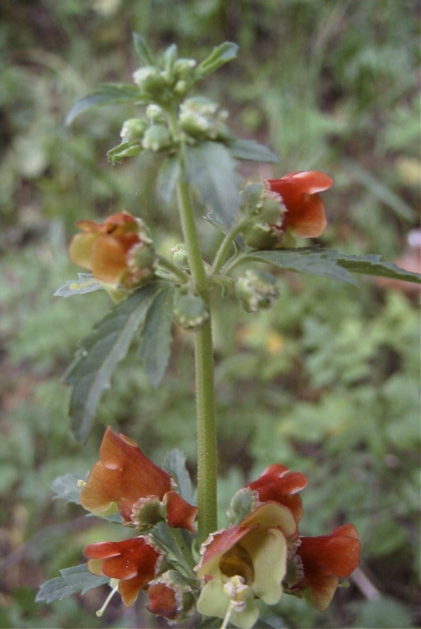 2005-04-03-051-Scrophularia