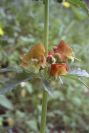 2005-04-03-052-Scrophularia