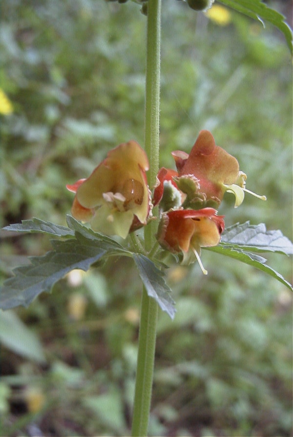 2005-04-03-052-Scrophularia