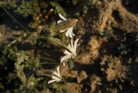 2005-04-04-001-Vaccaria