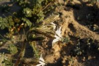2005-04-04-002-Vaccaria
