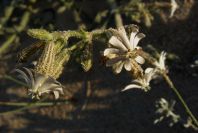 2005-04-04-003-Vaccaria