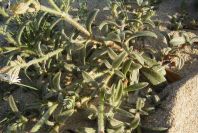 2005-04-04-004-Vaccaria