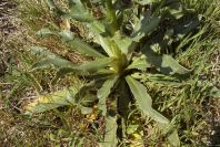 2005-04-04-025-unknown
