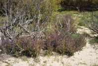 2005-04-04-027-unknown