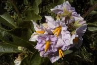 2005-04-04-031-Solanum