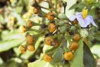 2005-04-04-032-Solanum