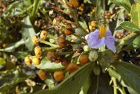 2005-04-04-033-Solanum