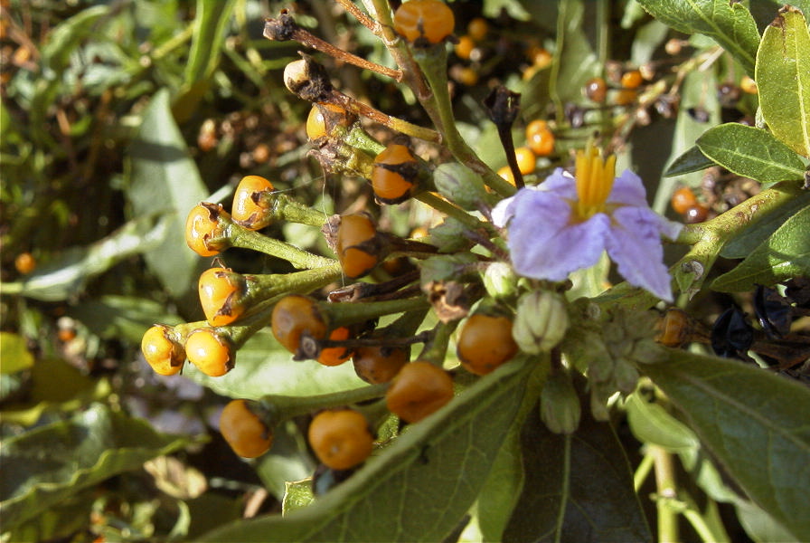 2005-04-04-033-Solanum