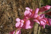 2005-04-04-037-Antirrhinum-barrelieri