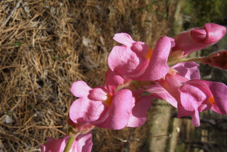 2005-04-04-037-Antirrhinum-barrelieri