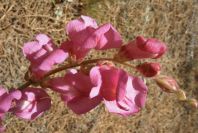 2005-04-04-038-Antirrhinum-barrelieri