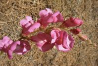 2005-04-04-039-Antirrhinum-barrelieri