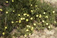 2005-04-04-041-Rock-rose