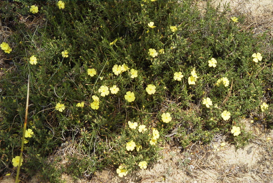 2005-04-04-041-Rock-rose
