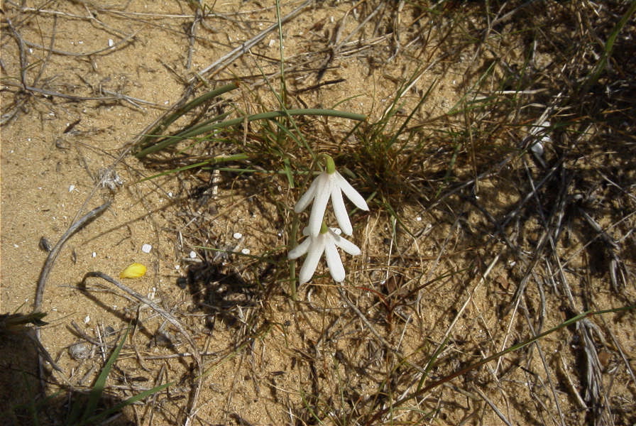 2005-04-04-042-Leucojum-trichophyllum