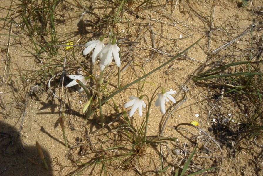 2005-04-04-044-Leucojum-trichophyllum