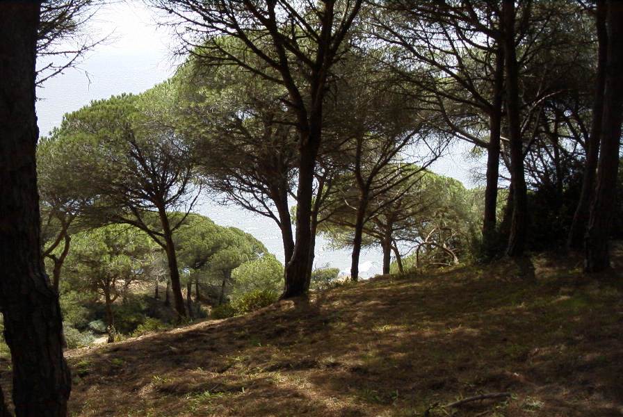 2005-04-04-046-Acantilado-de-Barbate