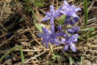 2005-04-04-048-Scilla