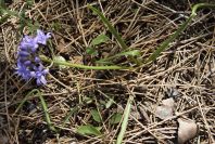 2005-04-04-049-Scilla