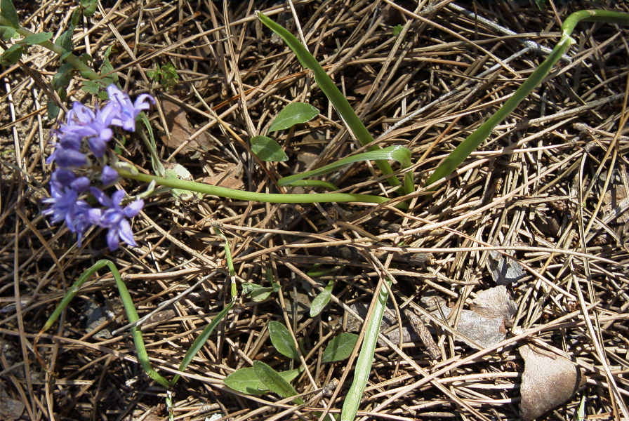 2005-04-04-049-Scilla