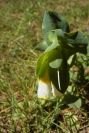 2005-04-04-051-Cerinthe