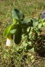 2005-04-04-052-Cerinthe