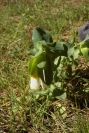 2005-04-04-053-Cerinthe