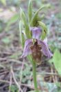 2005-04-04-054-Orchid