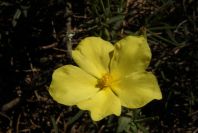 2005-04-04-055-Rock-rose