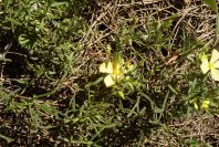 2005-04-04-056-Rock-rose