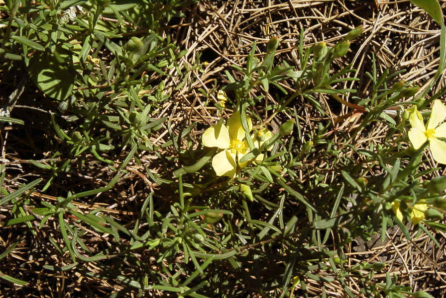 2005-04-04-056-Rock-rose