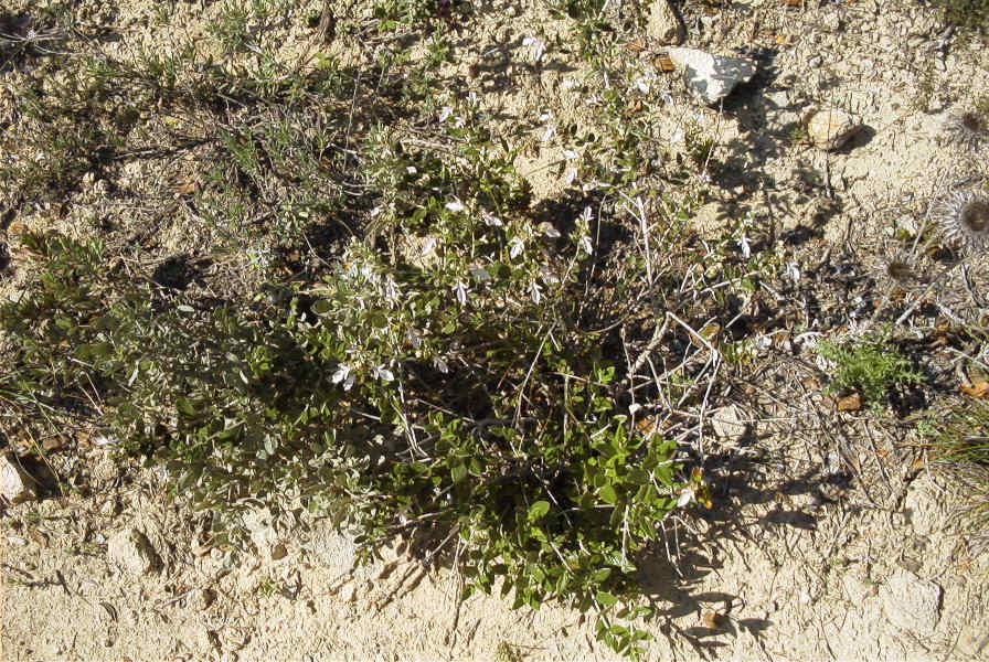 2005-04-04-059-Giant-rosemary