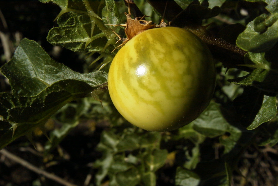 2005-04-04-066-Sodum