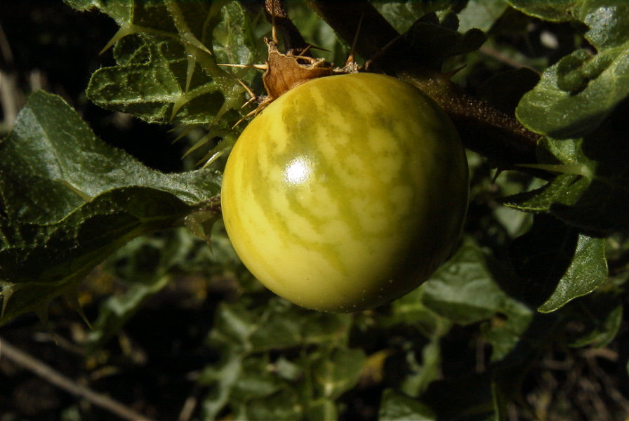 2005-04-04-067-Sodum