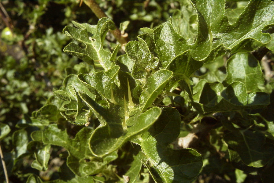 2005-04-04-068-Sodum