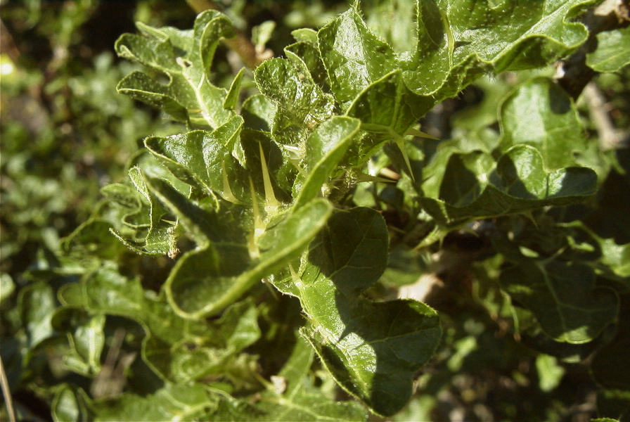 2005-04-04-069-Sodum