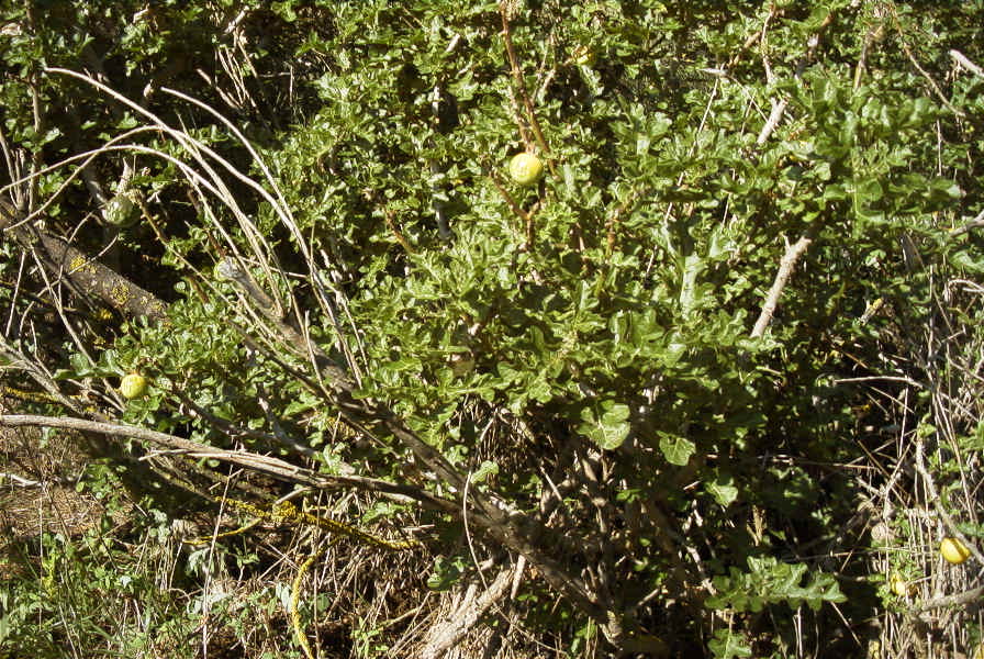 2005-04-04-070-Sodum
