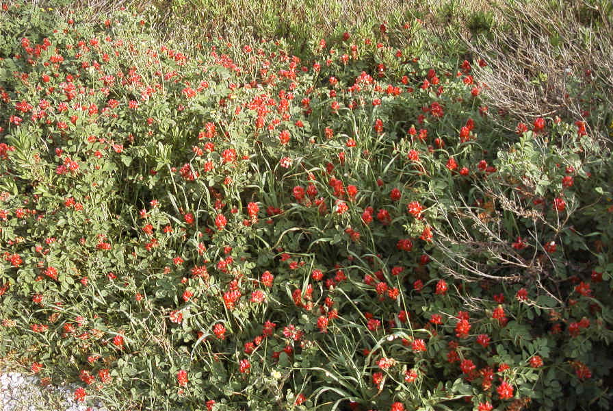 2005-04-05-013-Hedysarum-coronarium
