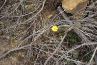 2005-04-06-002-Buttercup