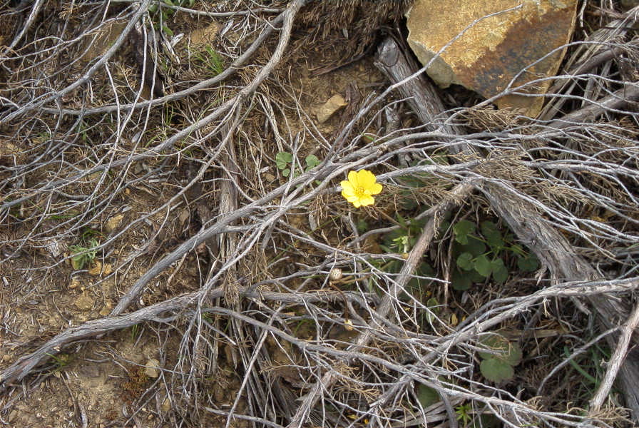 2005-04-06-002-Buttercup